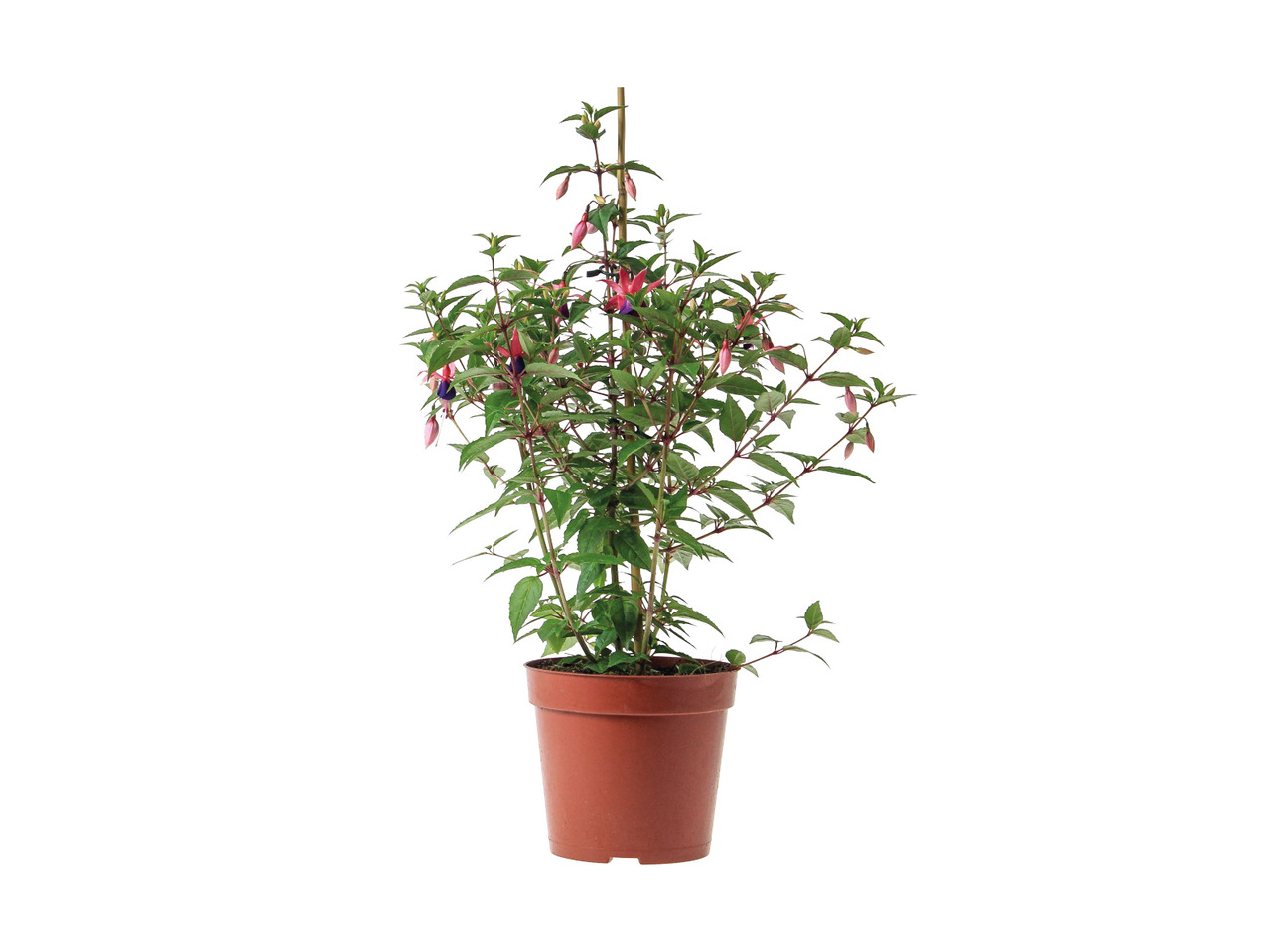 Fuschia1