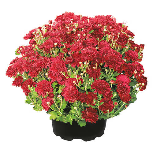 8" Mums - Assorted Color