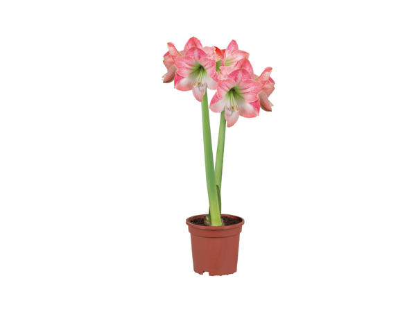 Twin Stem Amaryllis