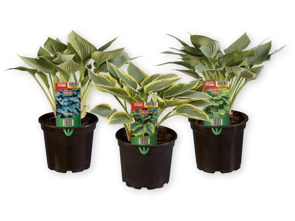 Hosta