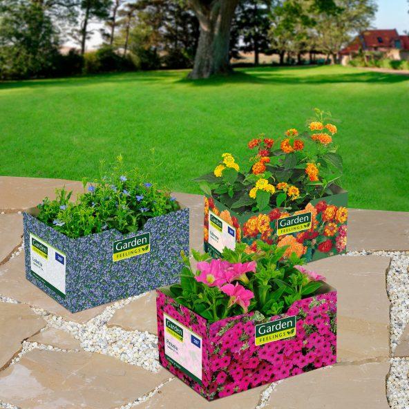 Sommerblomster