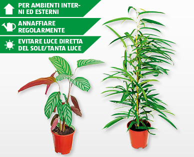 Pianta verde GARDENLINE(R)