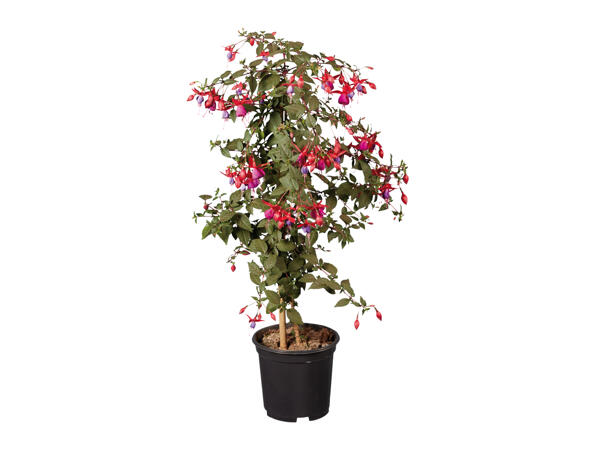 Standard Fuchsia