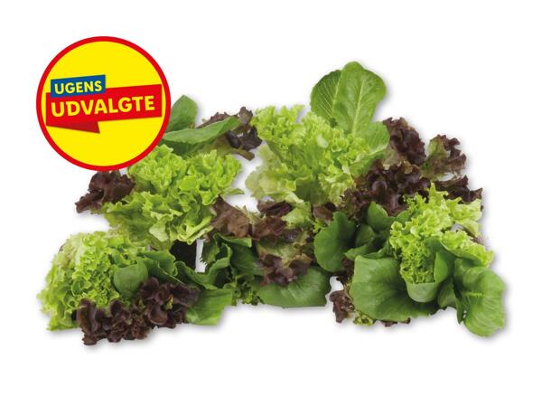 Multifarvet salat med rod