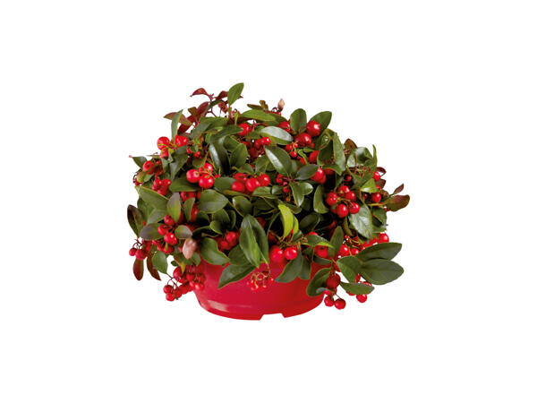 Gaultheria