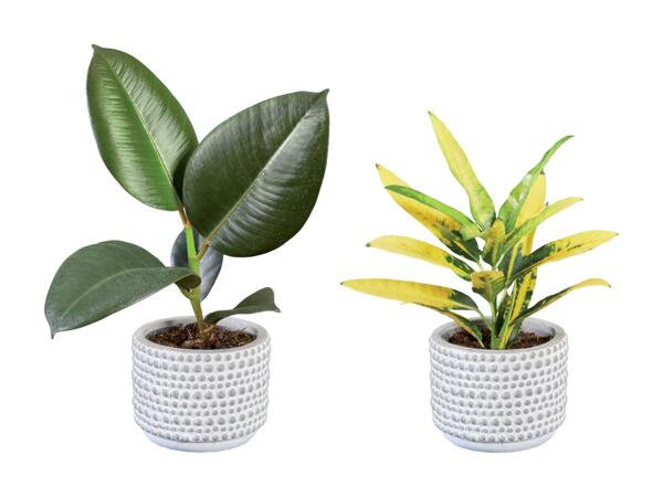 Plantes vertes dans un pot en céramique Greystone