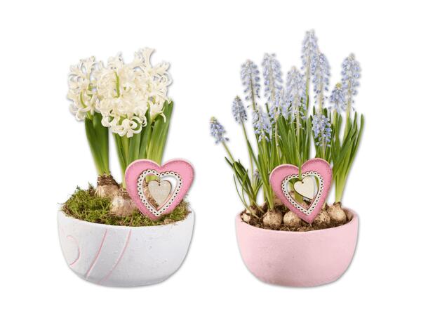 Blumenzwiebeln in Zementschale mit Herzstecker