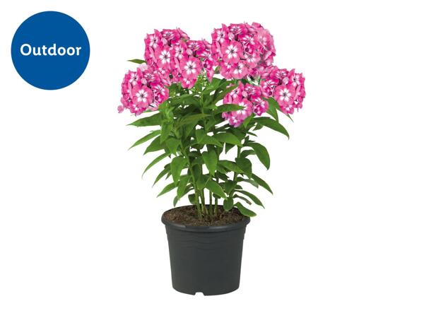 Phlox Flame