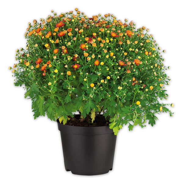 Bauernchrysantheme