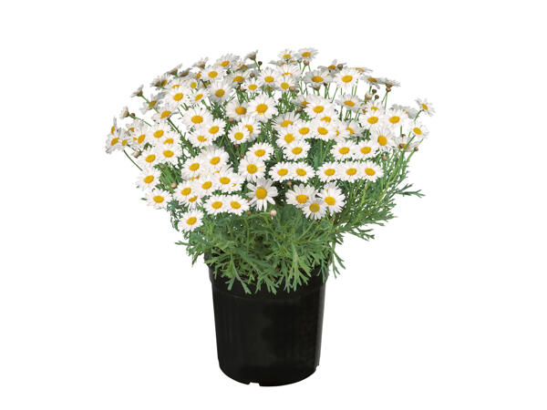 Daisy