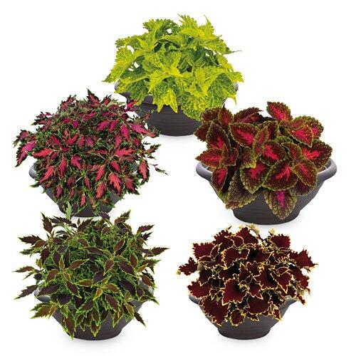 Coleus-Schale