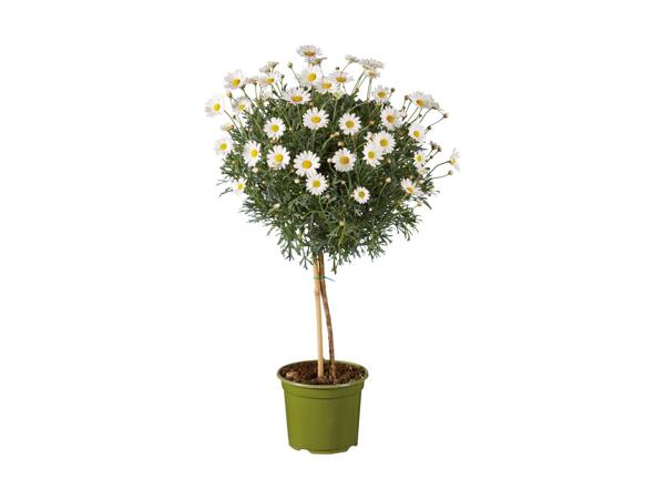 Italian Marguerite Stem