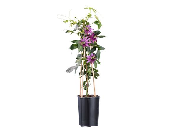 PASSIFLORA (MUČENKA)