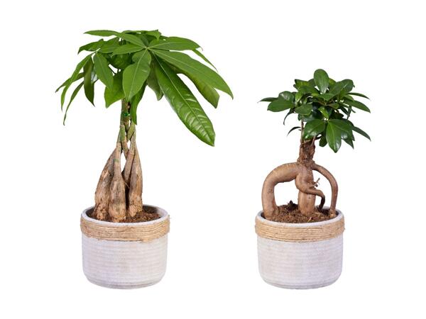 Plante i keramik