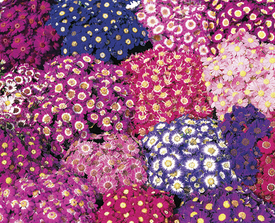 Cineraria Jester 140mm