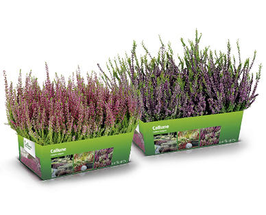 Calluna vulgaris