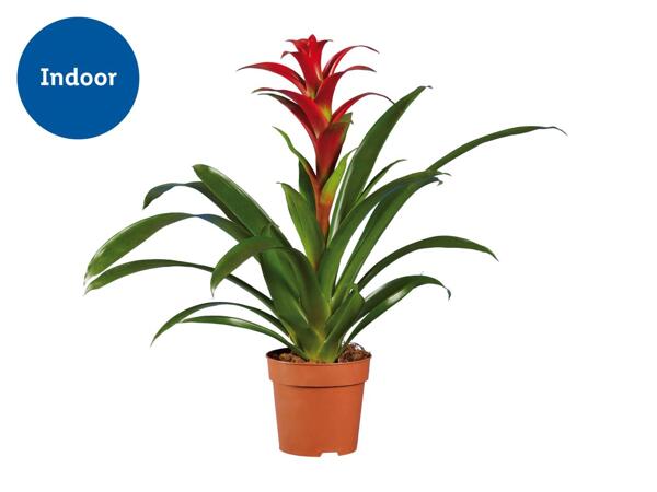 Bromelia