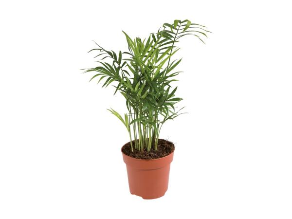 Grøn plante