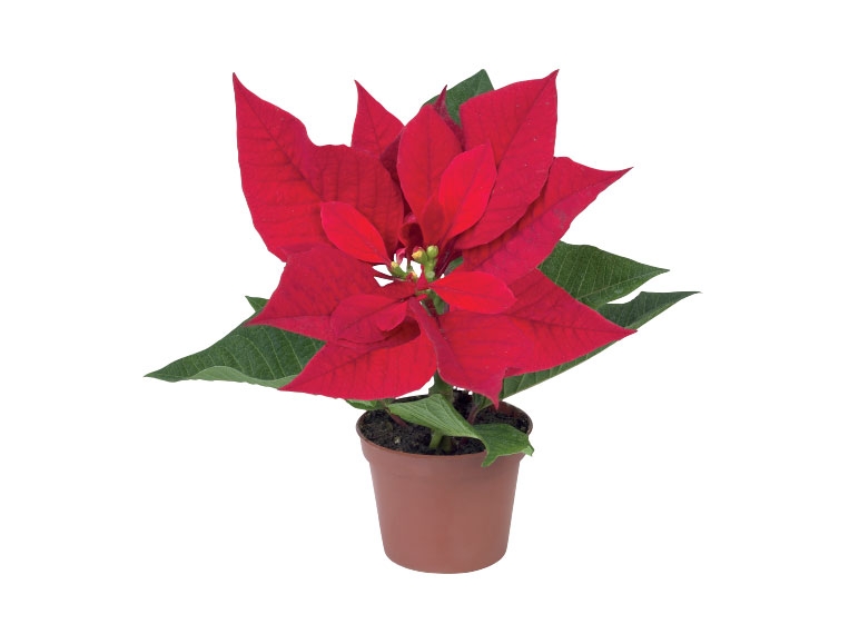 Mini Christmas Poinsettia