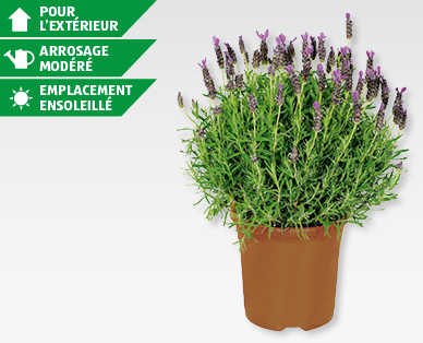 Lavande GARDENLINE(R)