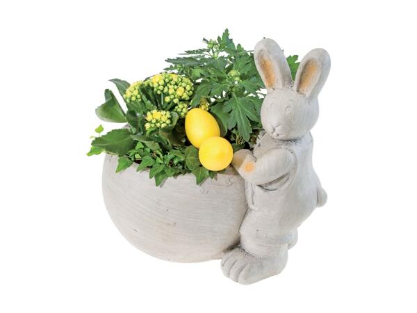 Outdoor Easter Bunny Plant