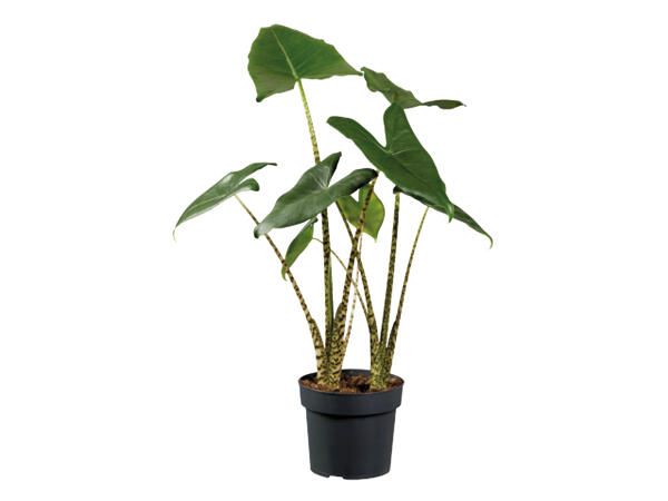 Alocasia Mix