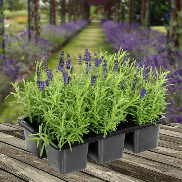 Lavendel