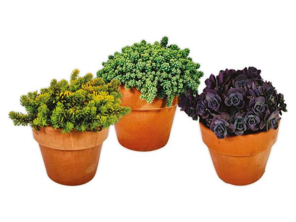 Sedum