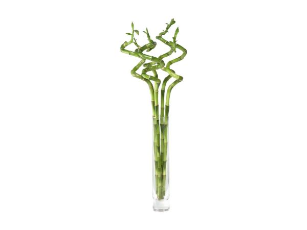 Lucky bamboo