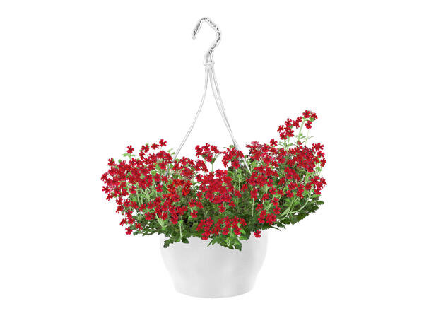 Hanging Basket