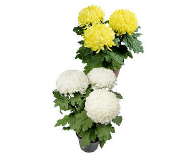 CHRYSANTHEME 3-BALLER