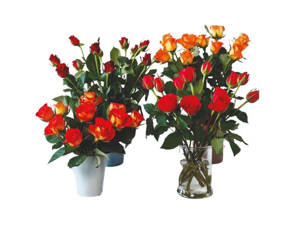 Dozen Roses