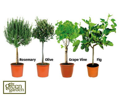 Mediterranean Plants