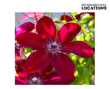Gardenline Clematis Flowering Vine