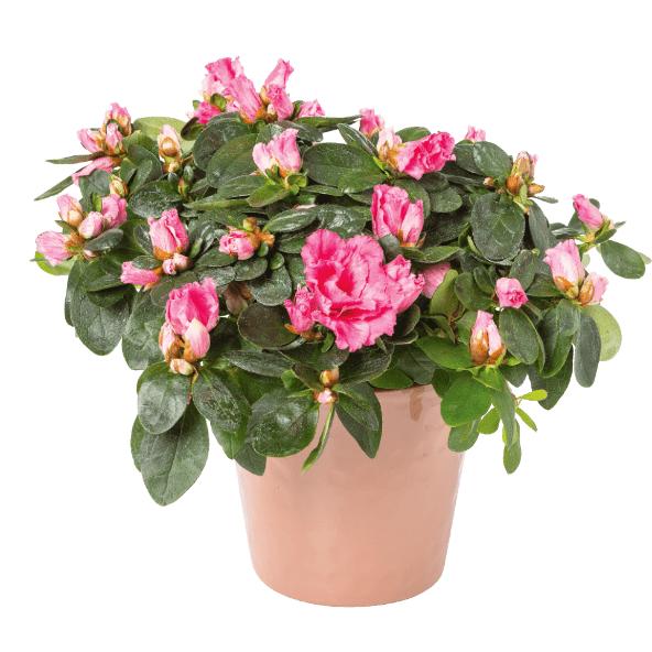 Azalea