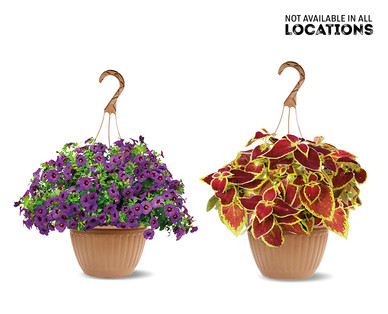 10" Hanging Basket Assorted Varieties