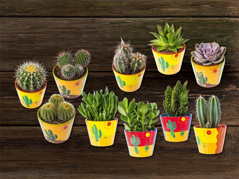 Plantes du Mexique dans des pots en céramique (dès 15.10.)