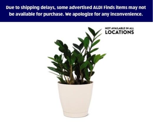 6" ZZ Plant