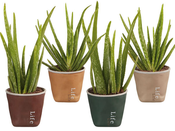 Aloe Vera „Lifestyle"