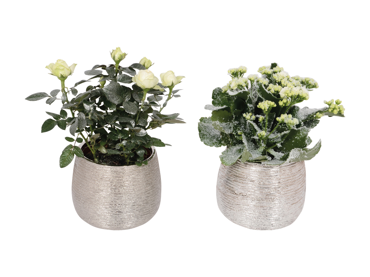 Piante fiorite in ceramica per San Silvestro