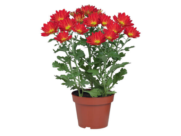 Chrysanthemum