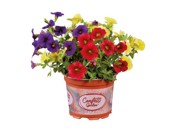 Confetti Petunia