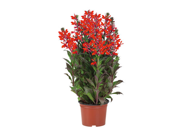 Large Perennial