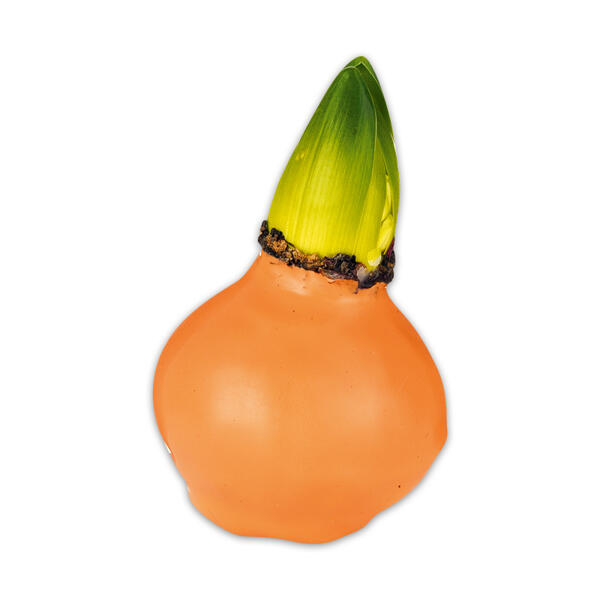 Hyazinthe in Wachs