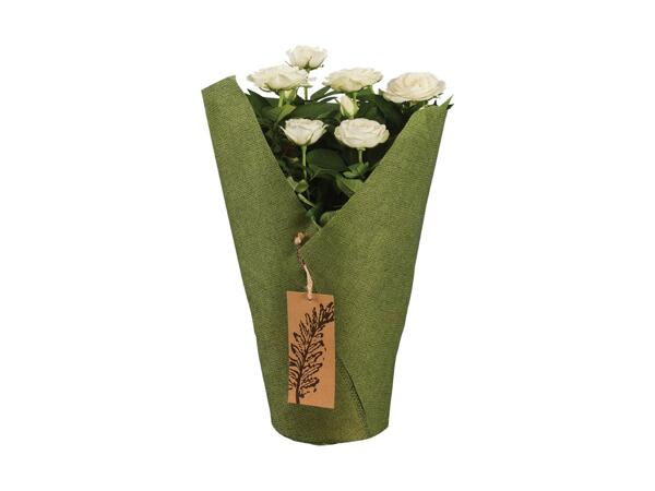 Potted Rose in Sleeve
