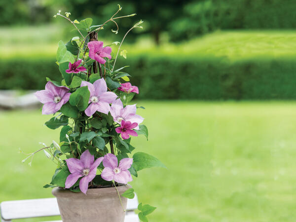 Clematis