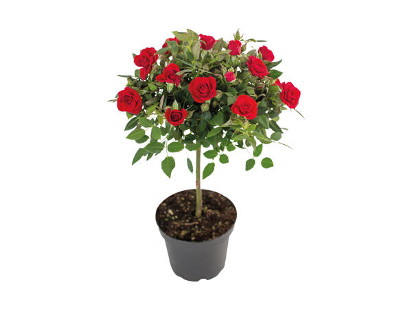 Opstammet rose