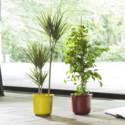 Grønne planter