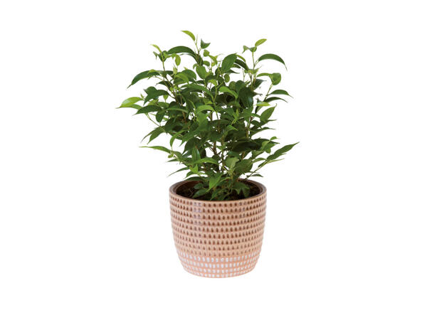 Green plants