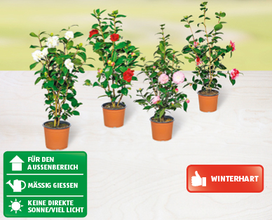 GARDENLINE(R) Kamelie